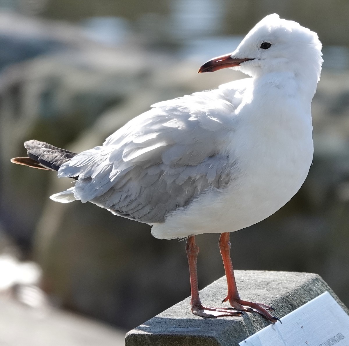 Gaviota Plateada (australiana) - ML623929801