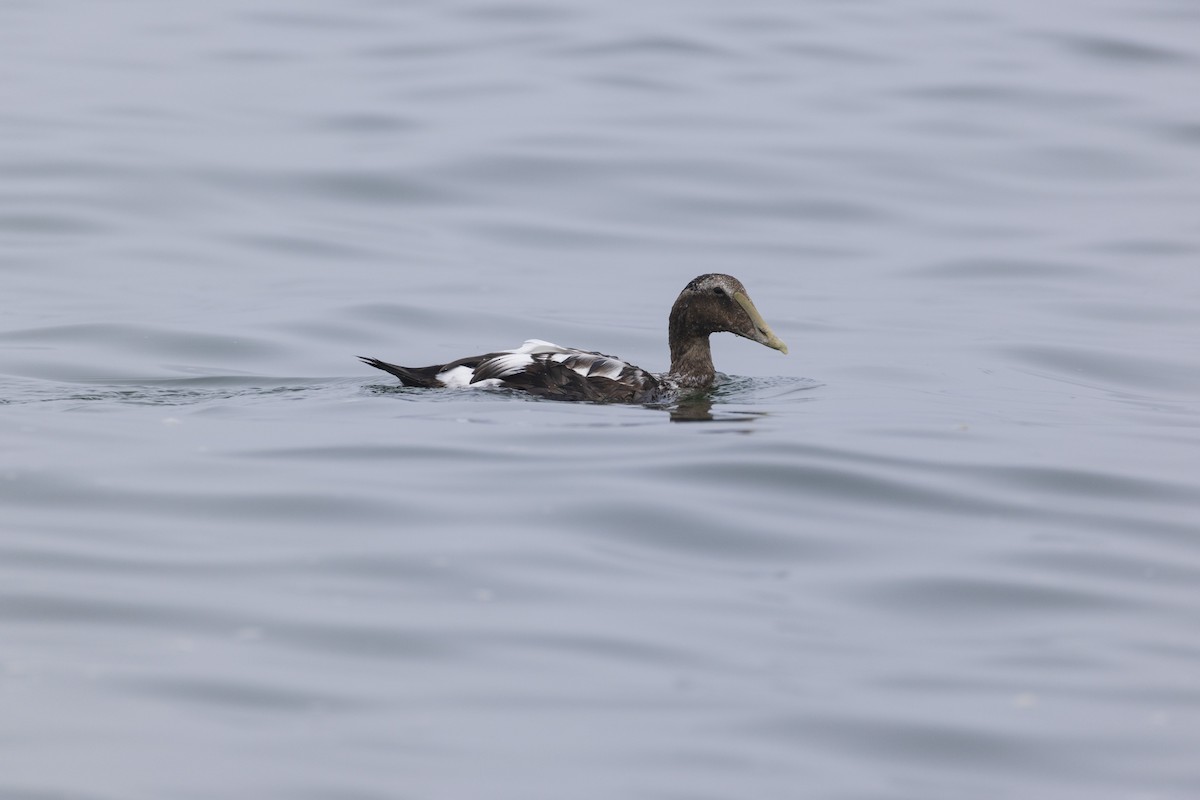 Common Eider - ML623929804