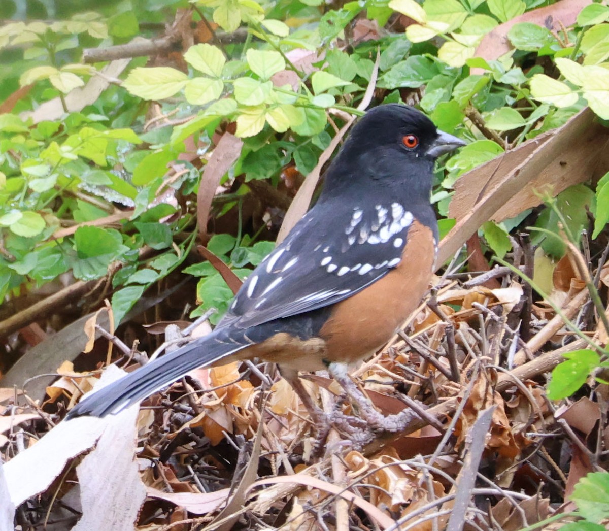 Spotted Towhee - ML623929810