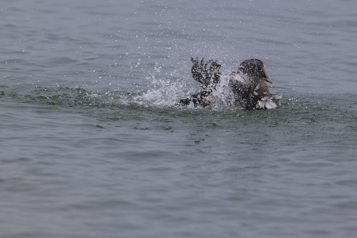 Common Eider - ML623929884