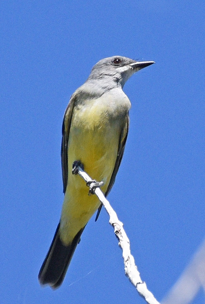 Cassin's Kingbird - Steven Mlodinow