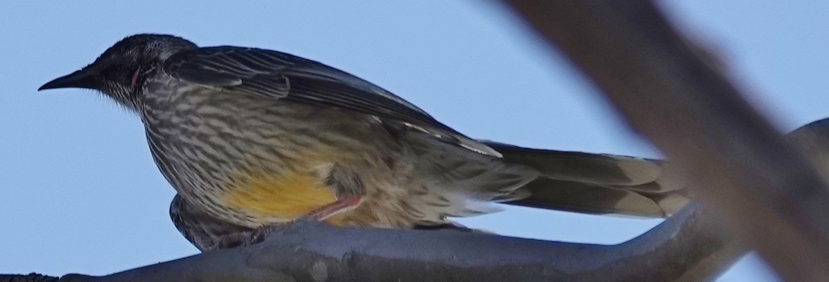 Red Wattlebird - ML623929904