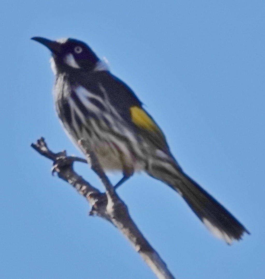 New Holland Honeyeater - ML623929914