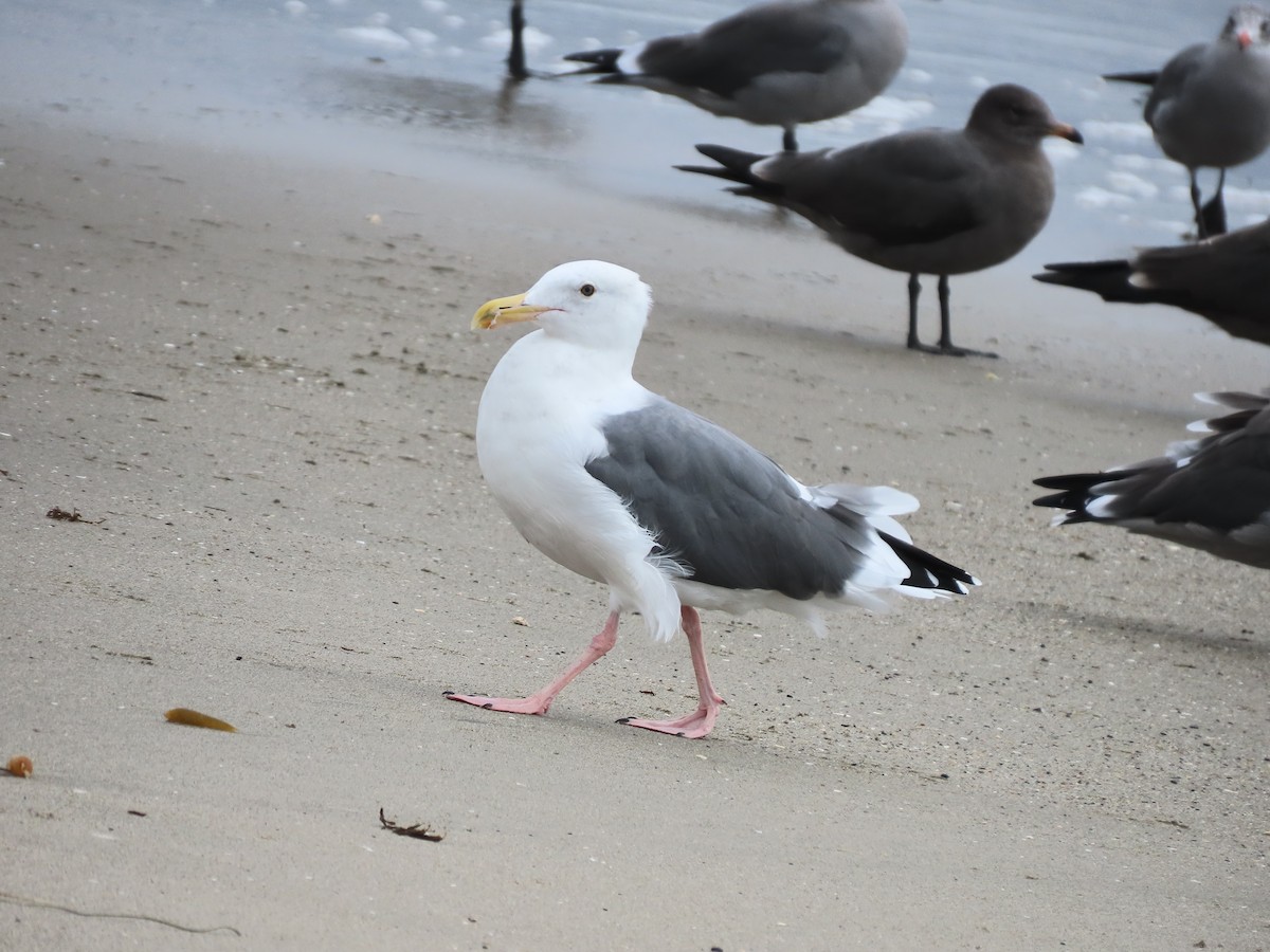 Western Gull - ML623929944