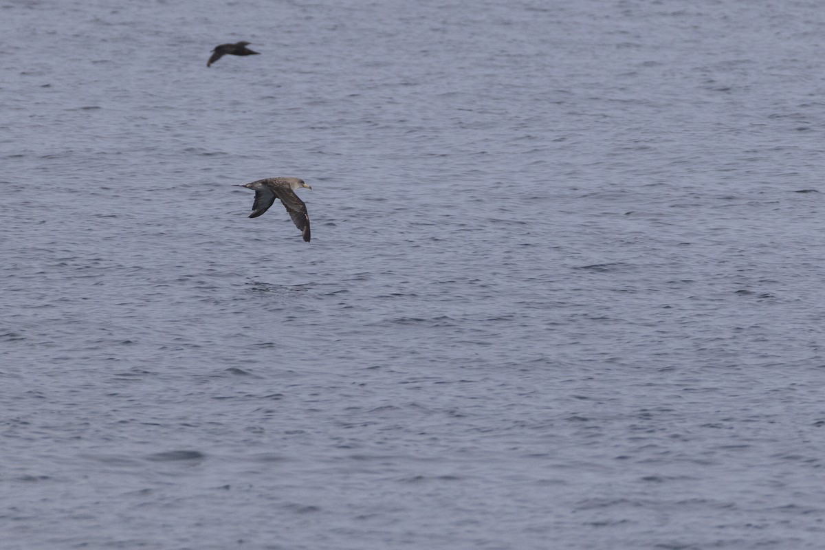 Cory's Shearwater - ML623929947