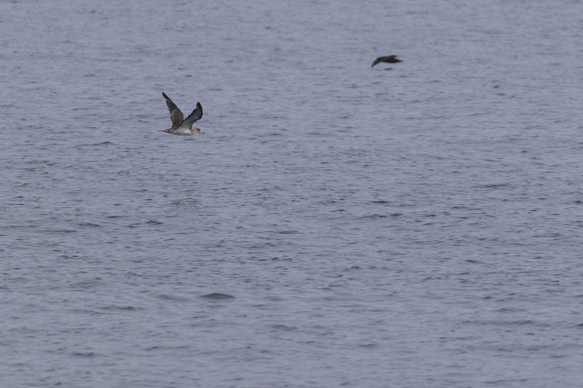 Cory's Shearwater - ML623929948