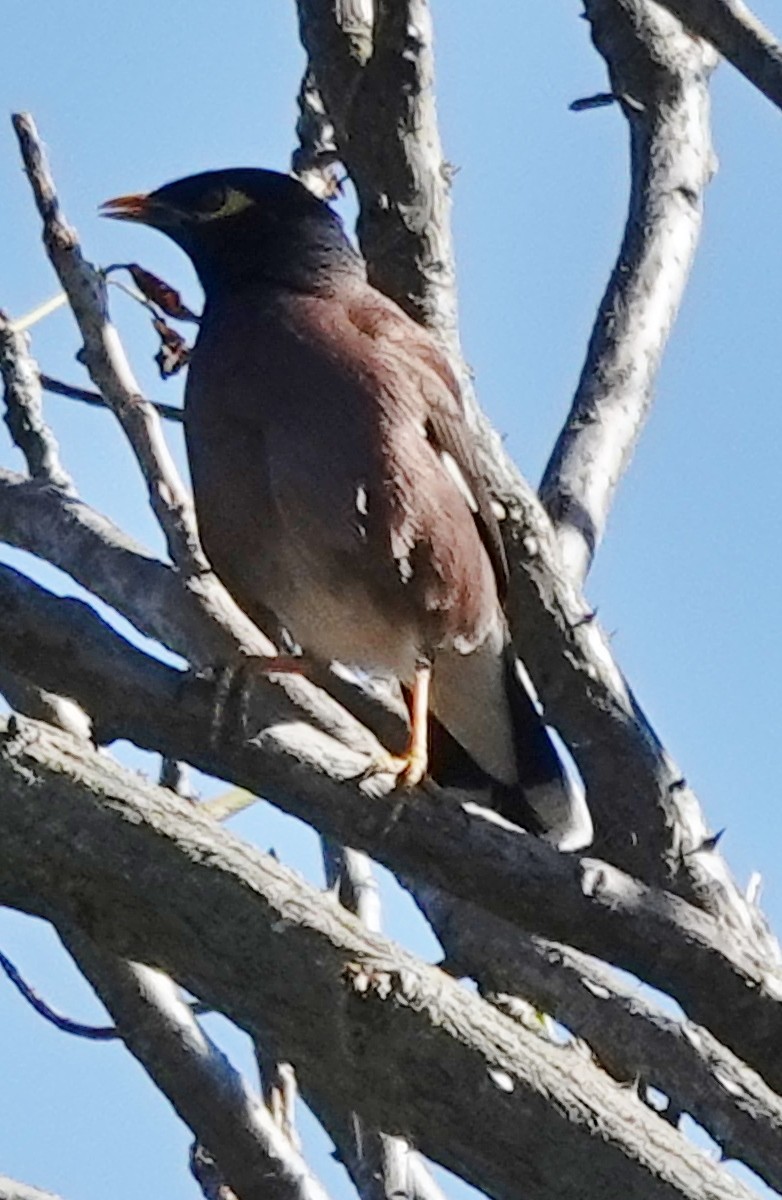 Common Myna - ML623929978