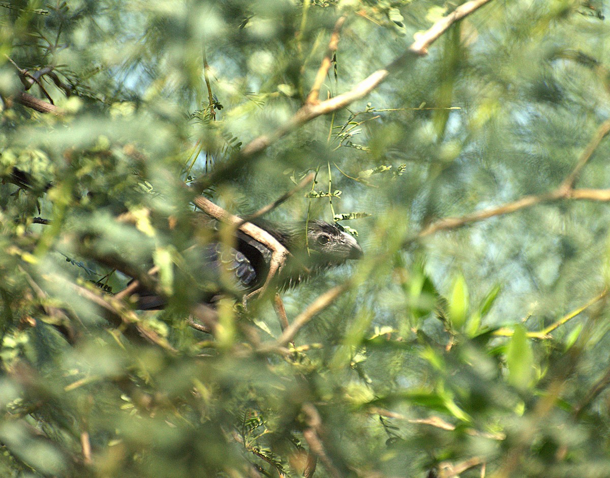 Groove-billed Ani - ML623929979