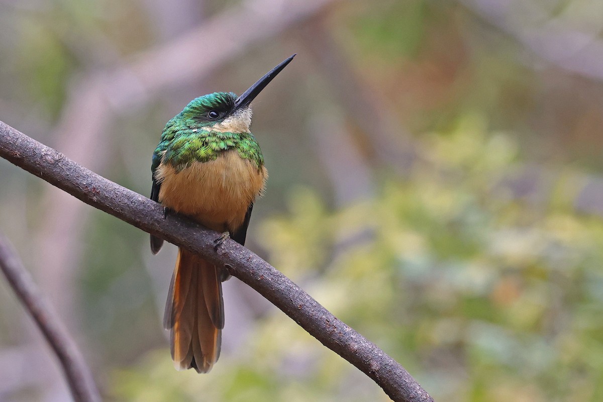 Rufous-tailed Jacamar (Spot-tailed) - ML623929985