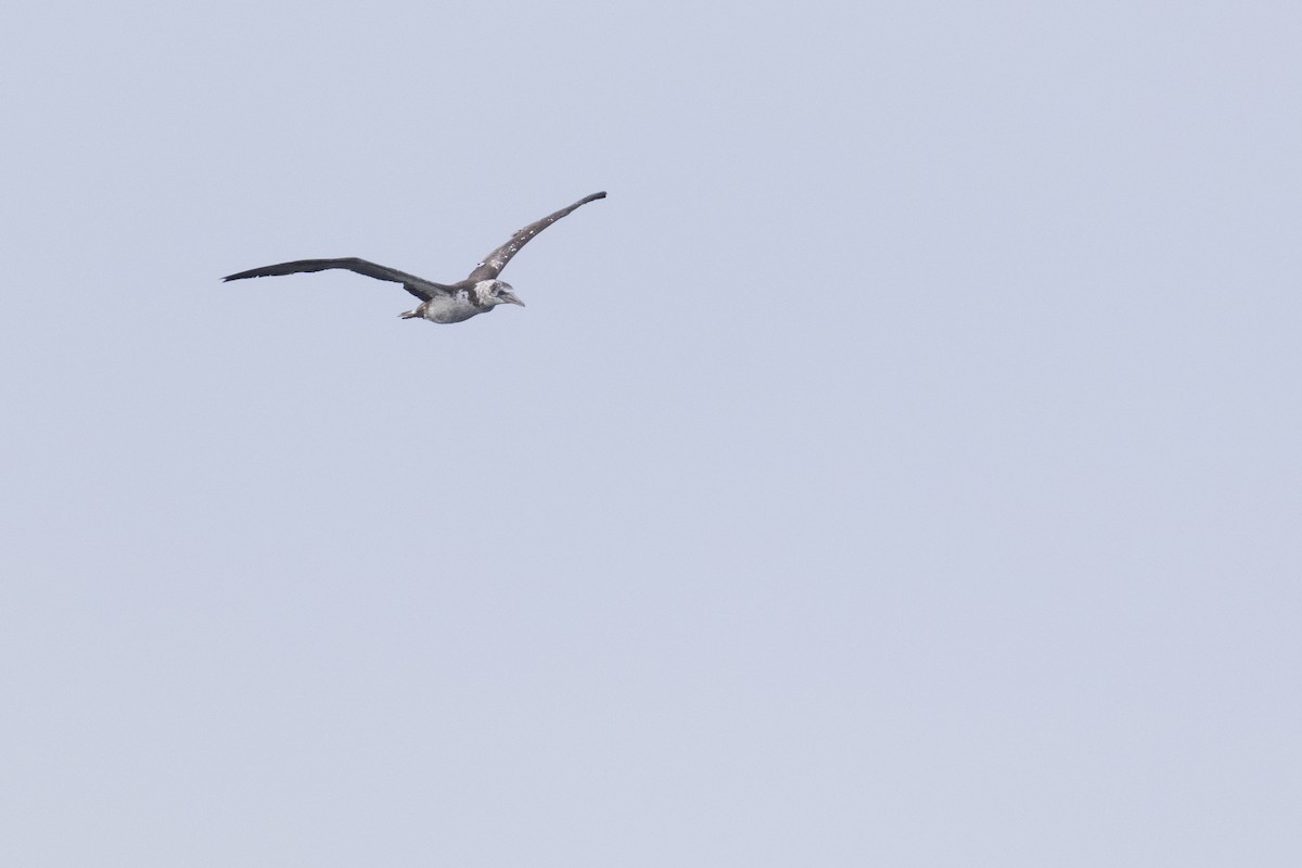 Northern Gannet - ML623929989