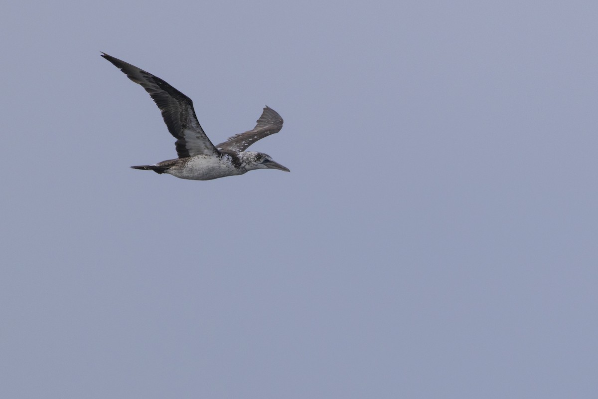 Northern Gannet - ML623929991