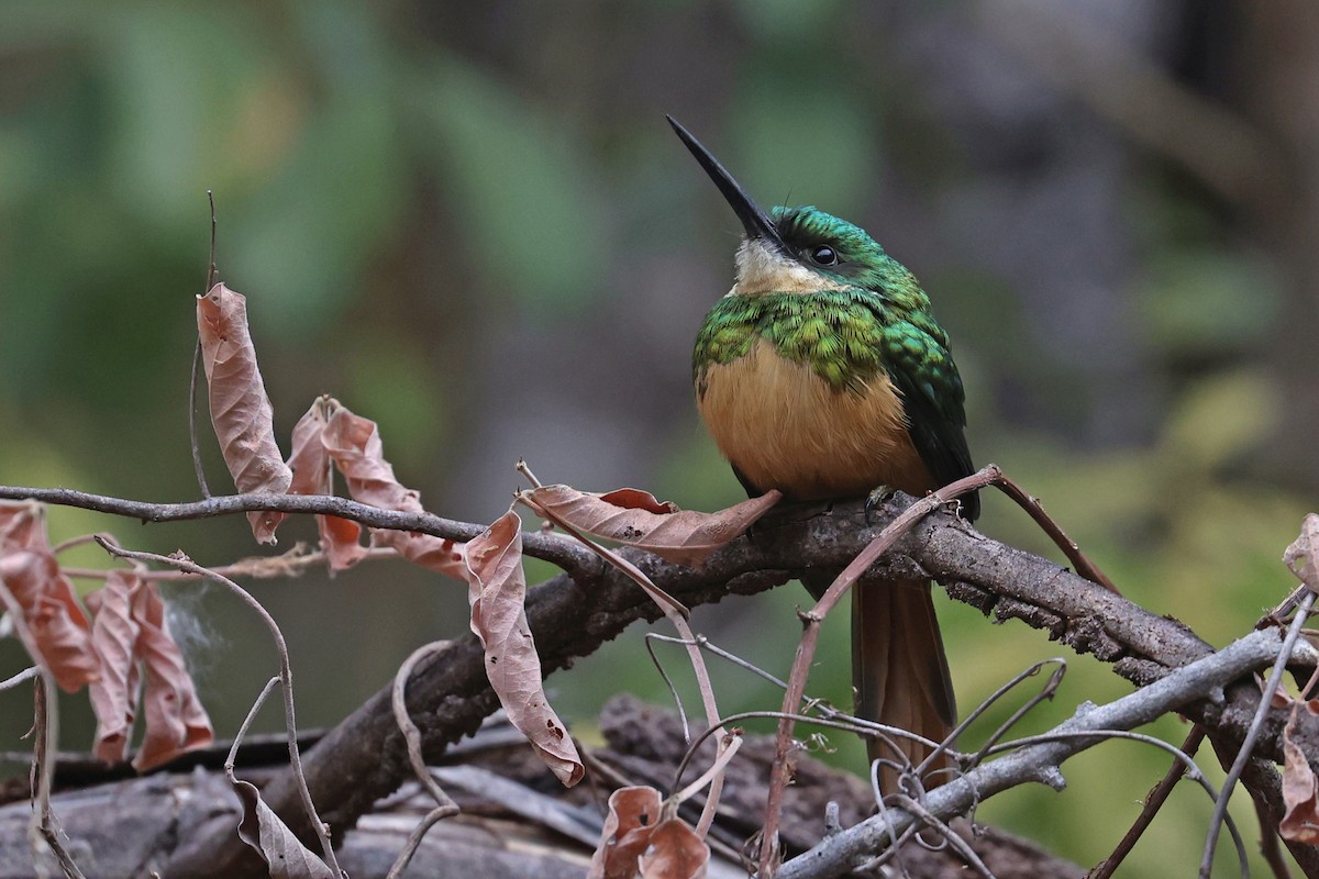 Rufous-tailed Jacamar (Spot-tailed) - ML623929994