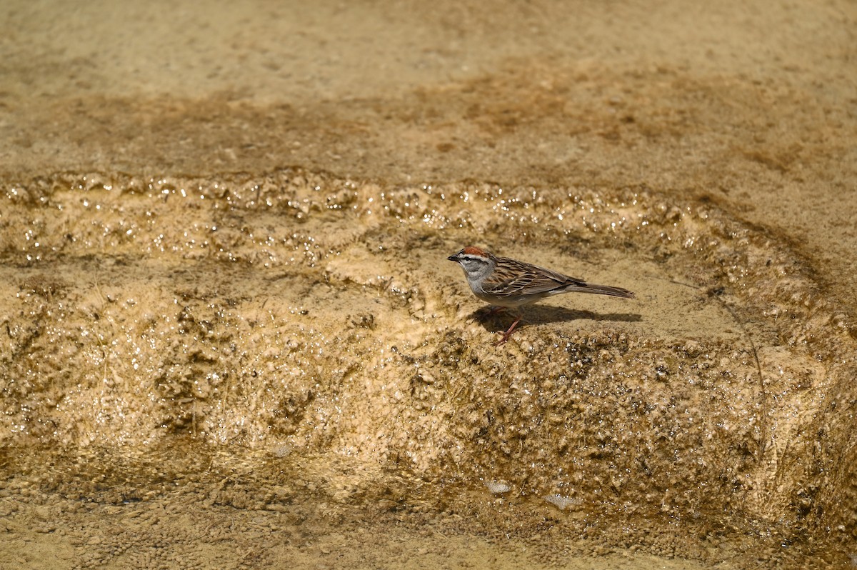 Chipping Sparrow - ML623929996