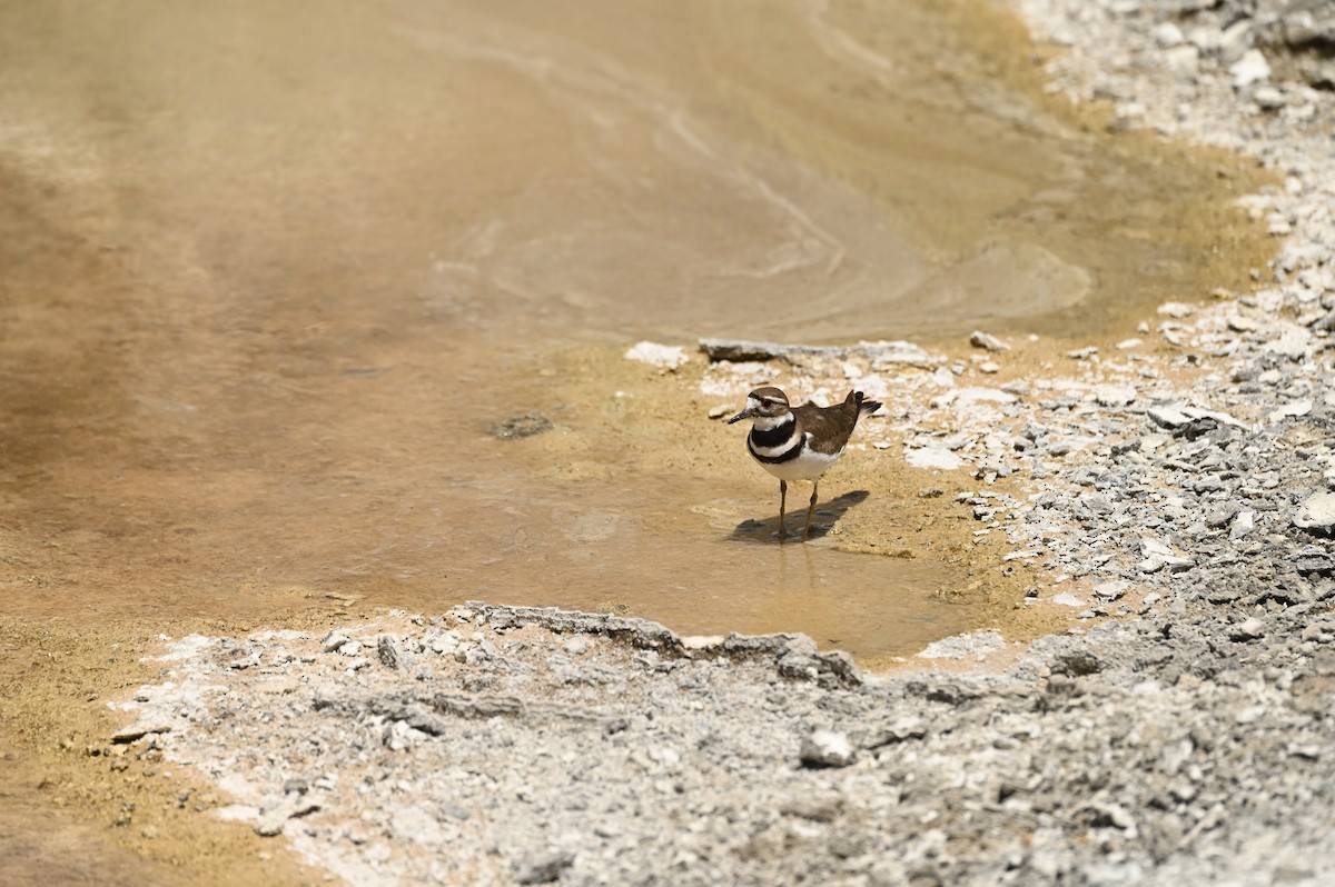 Killdeer - ML623929998