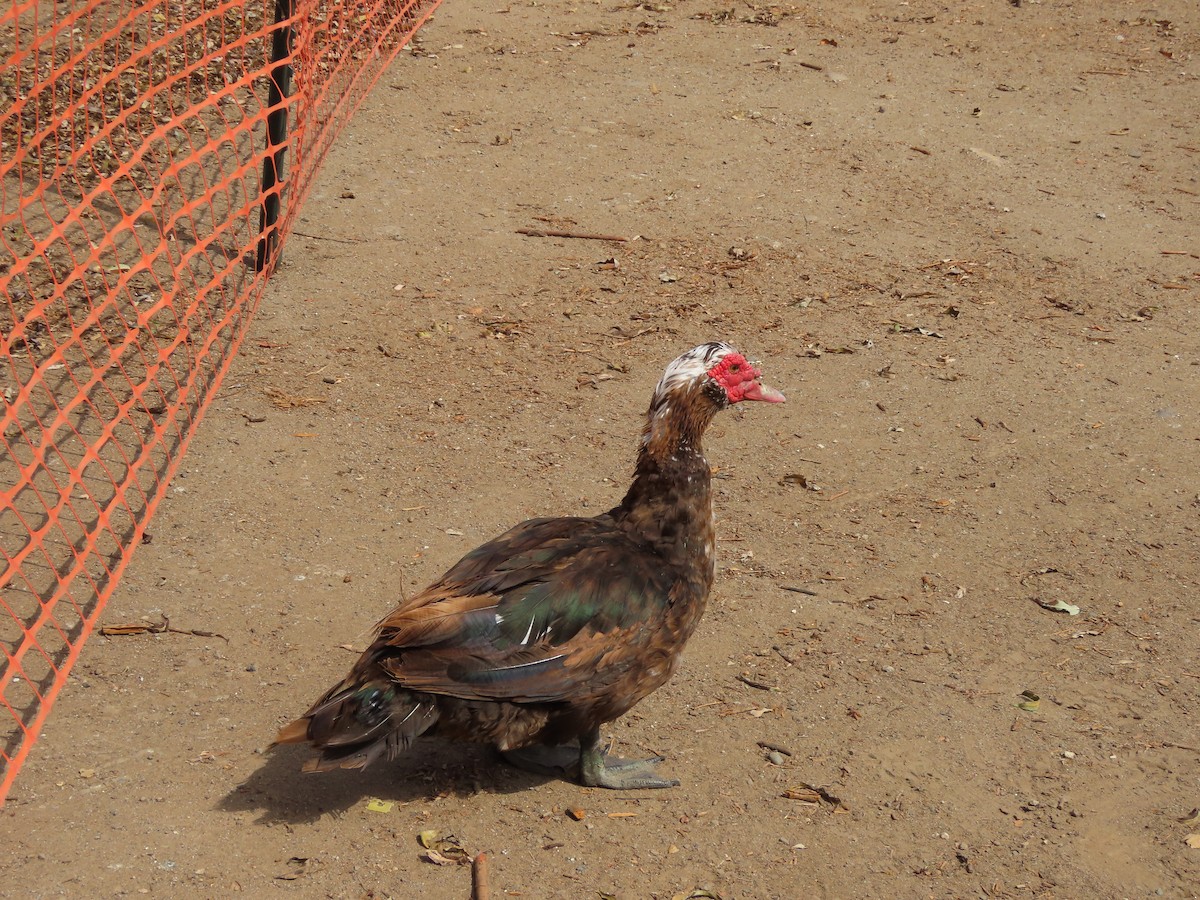 Muscovy Duck (Domestic type) - ML623929999