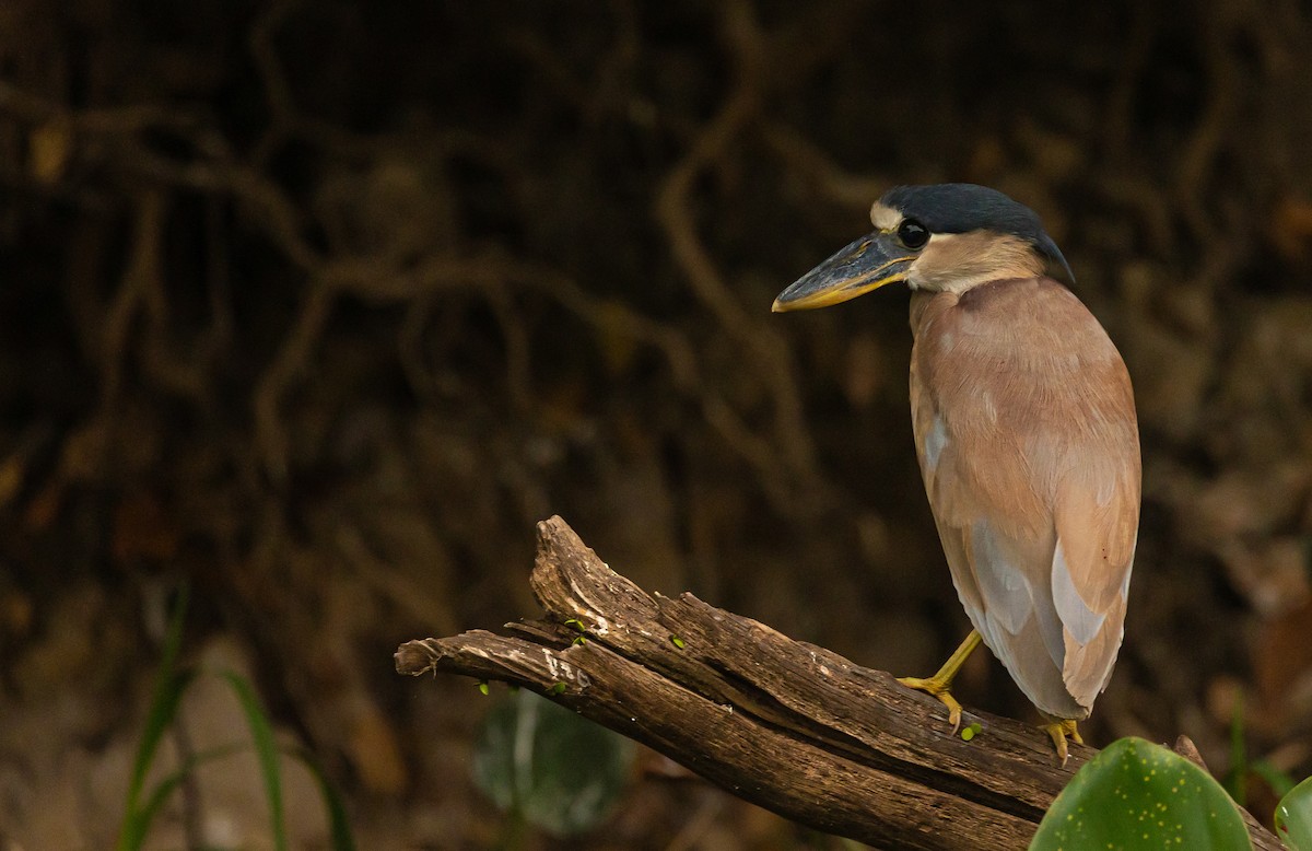 Boat-billed Heron - Xavier Munoz Neblina Forest.