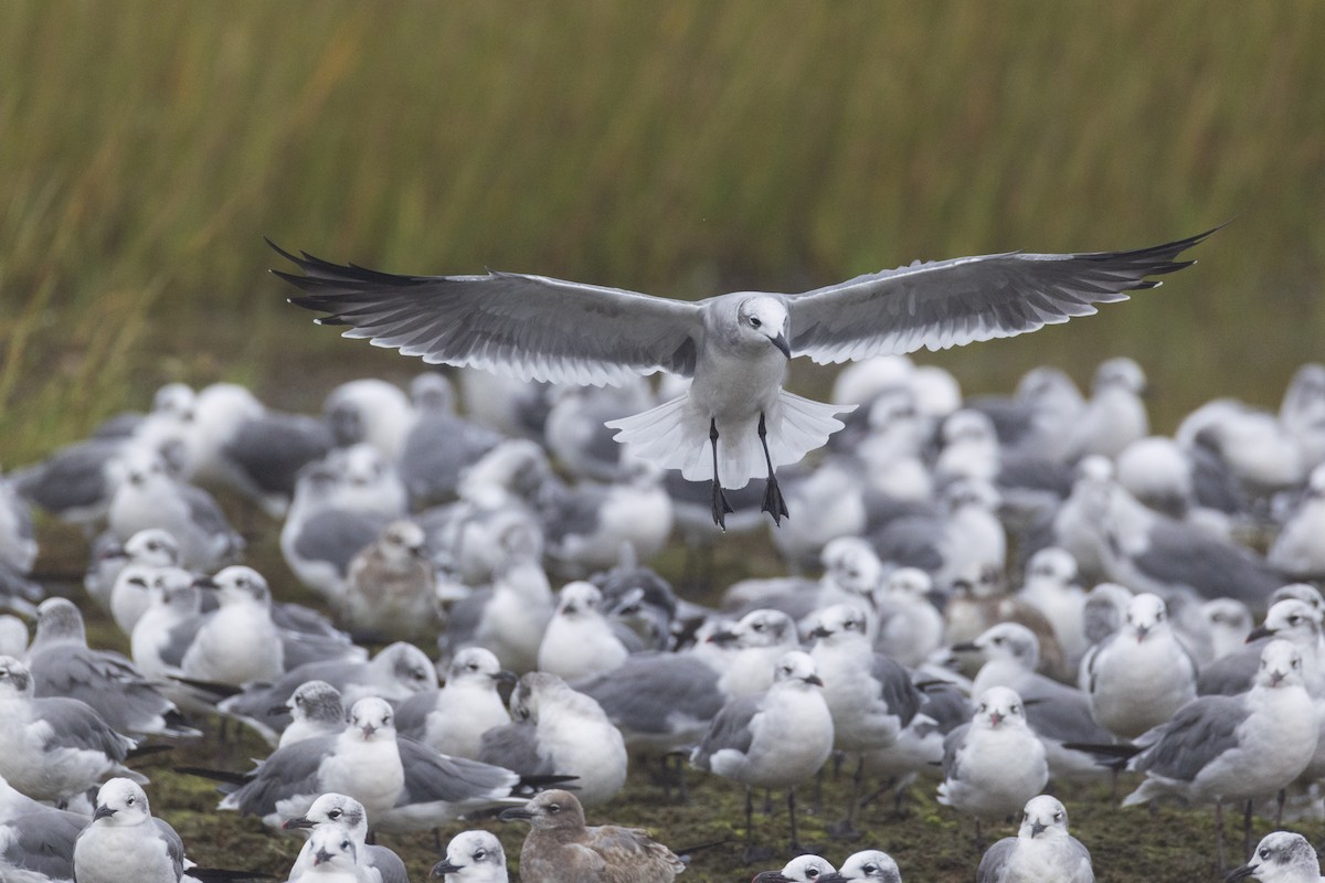 Laughing Gull - Harris Stein