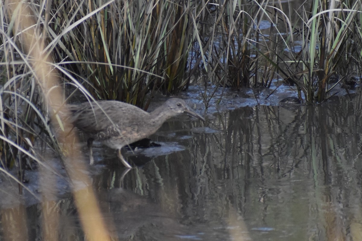 Clapper Rail - ML623930199