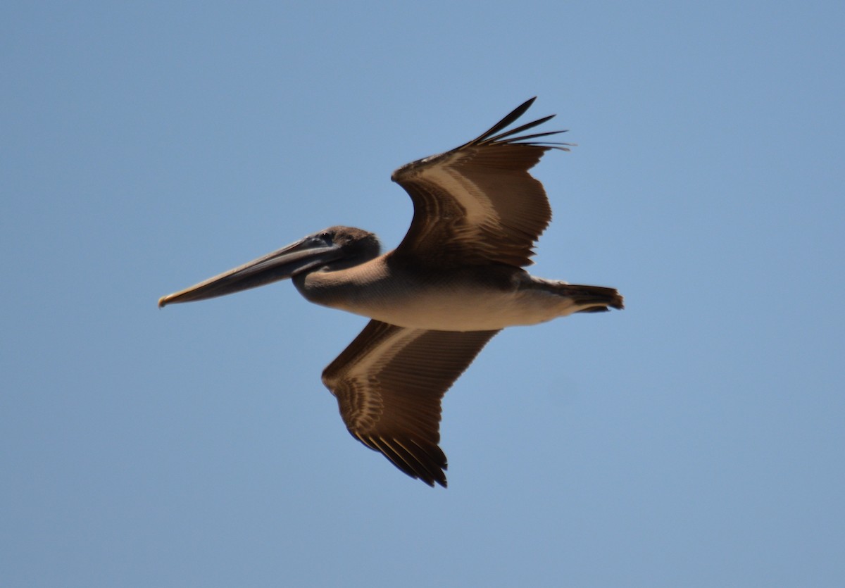 Brown Pelican (California) - ML623930210