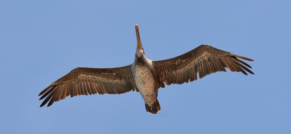 Brown Pelican (California) - ML623930211