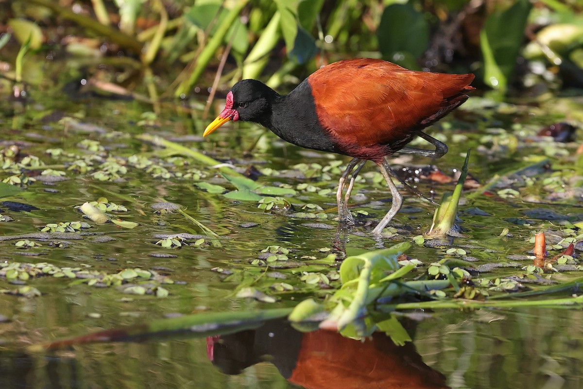 Wattled Jacana (Chestnut-backed) - ML623930213