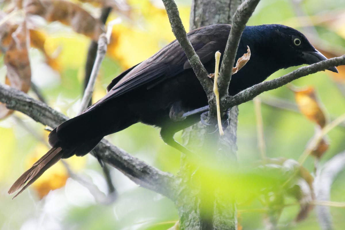 Common Grackle - ML623930224