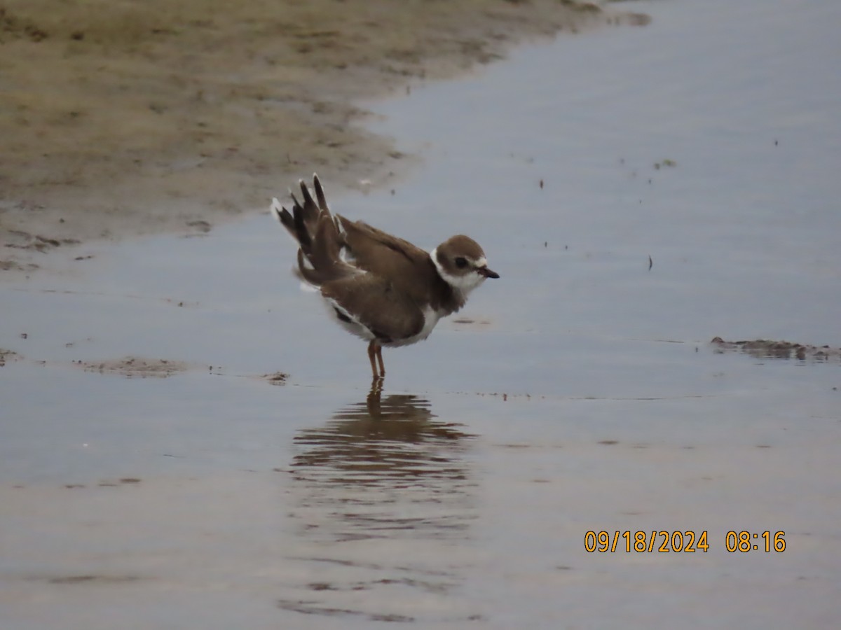 Semipalmated Plover - Dawn Garcia