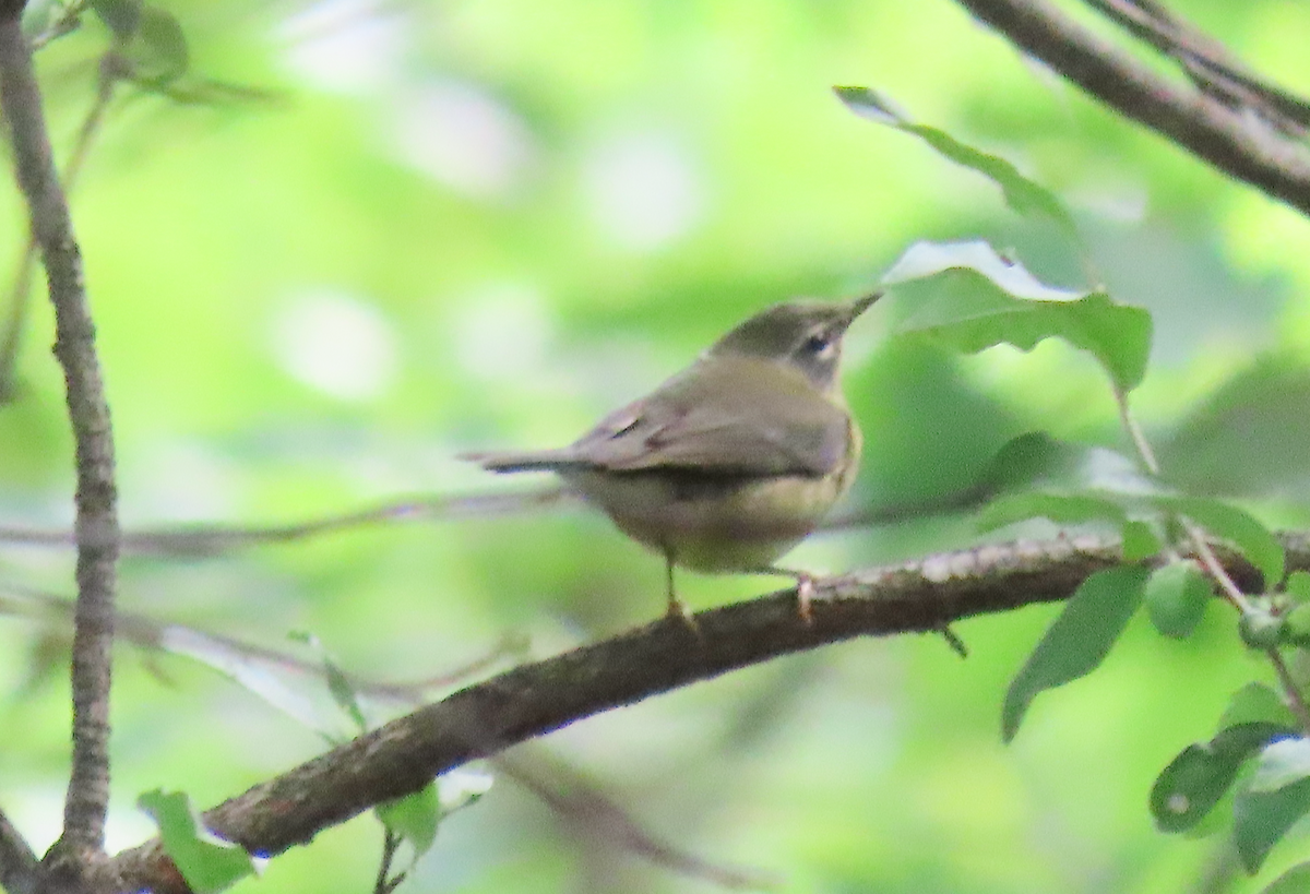 new world warbler sp. - Heather Buttonow