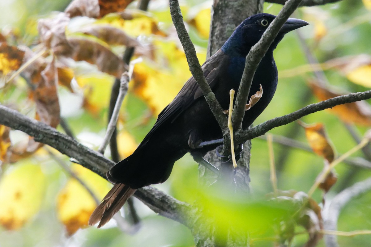 Common Grackle - ML623930243