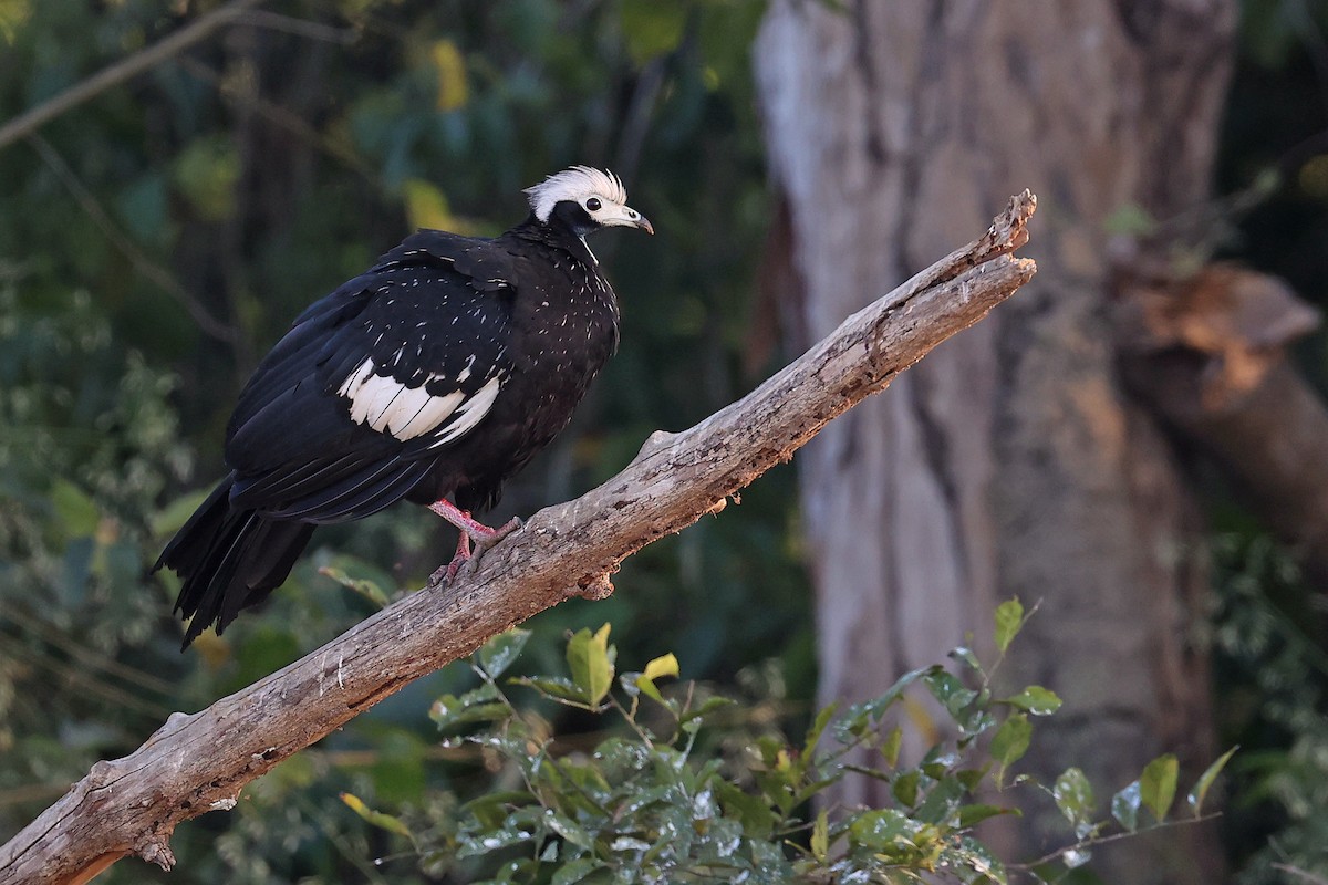 White-throated Piping-Guan - ML623930259