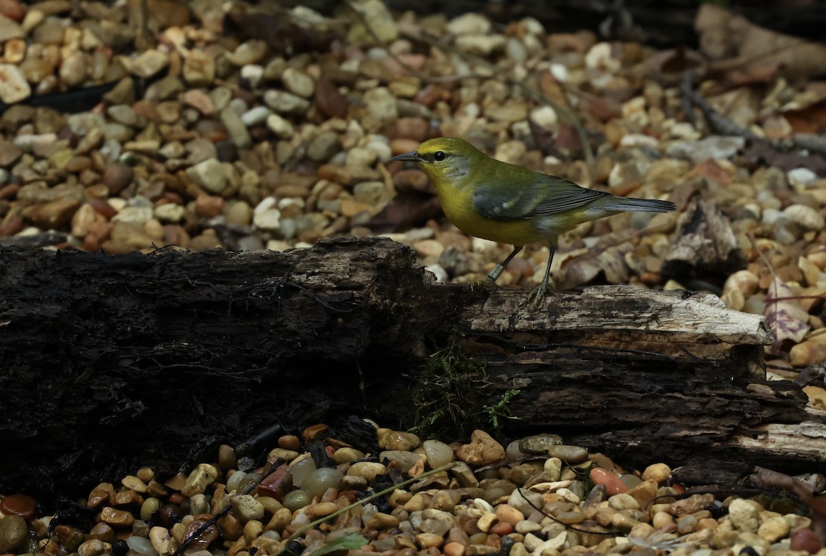 Blue-winged Warbler - ML623930286