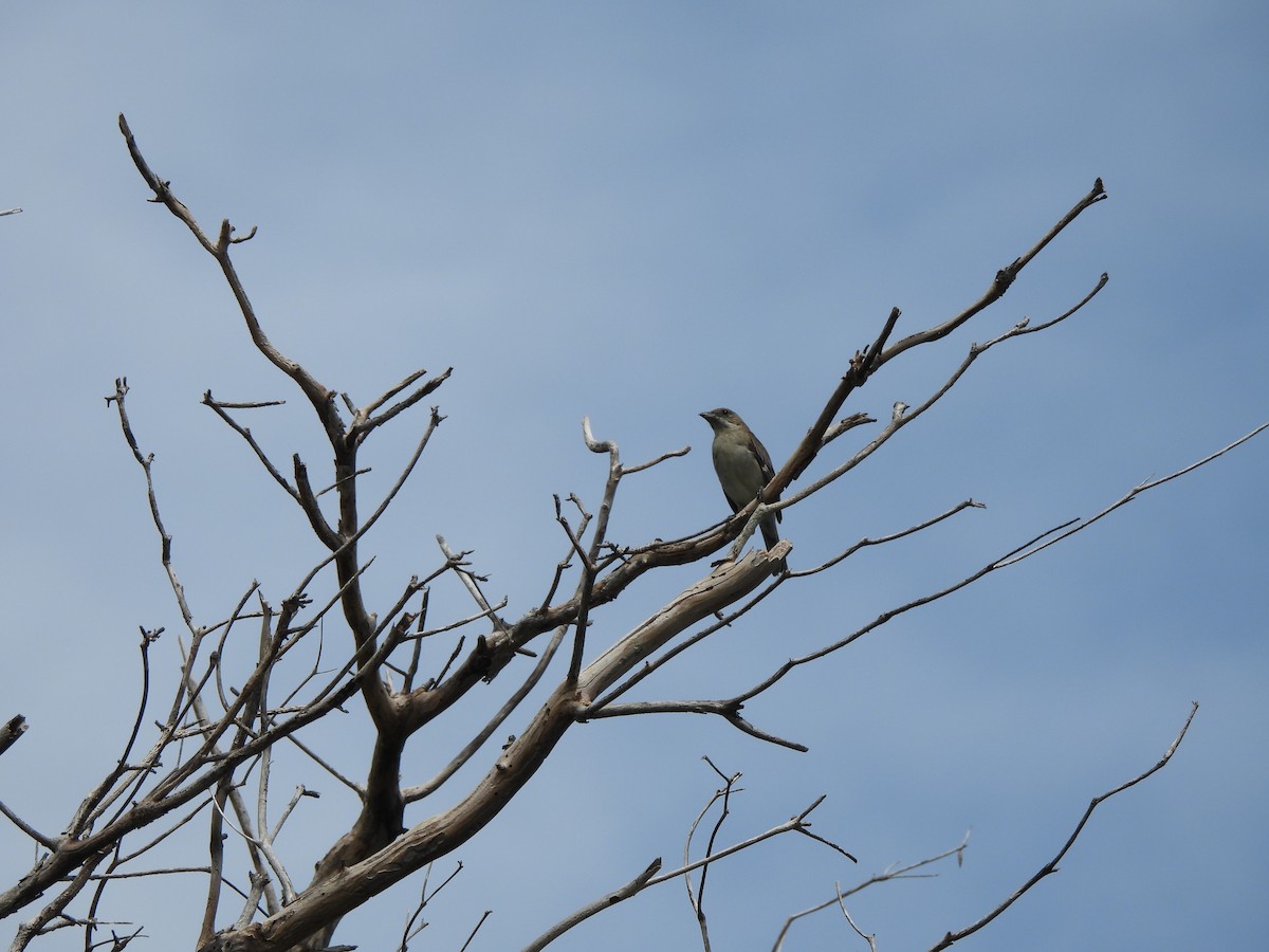 Western Spindalis (Bahamas Green-backed) - ML623930346