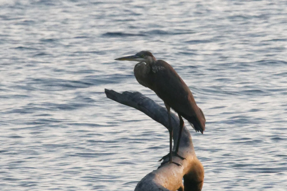 Great Blue Heron - ML623930348