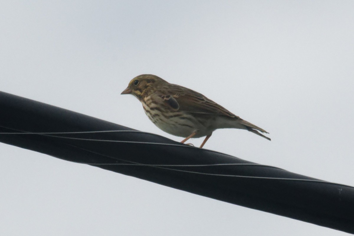 Savannah Sparrow - ML623930372