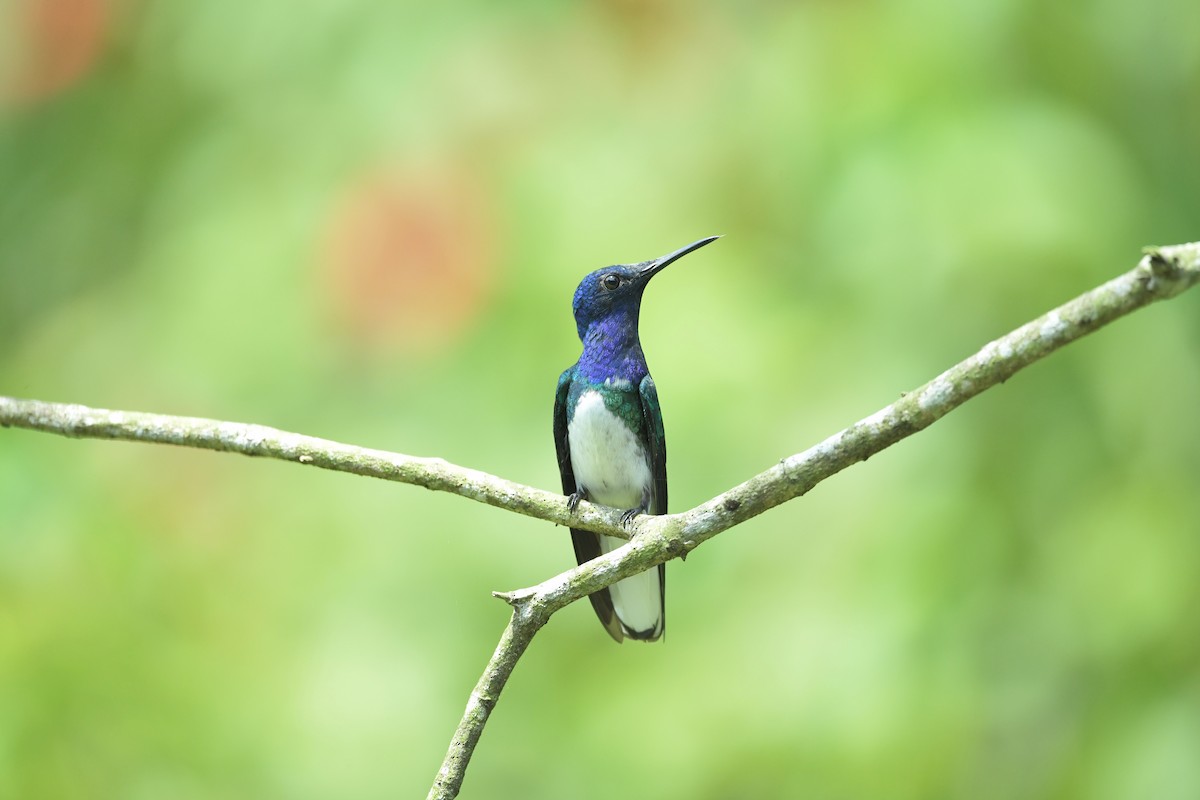 White-necked Jacobin - ML623930374