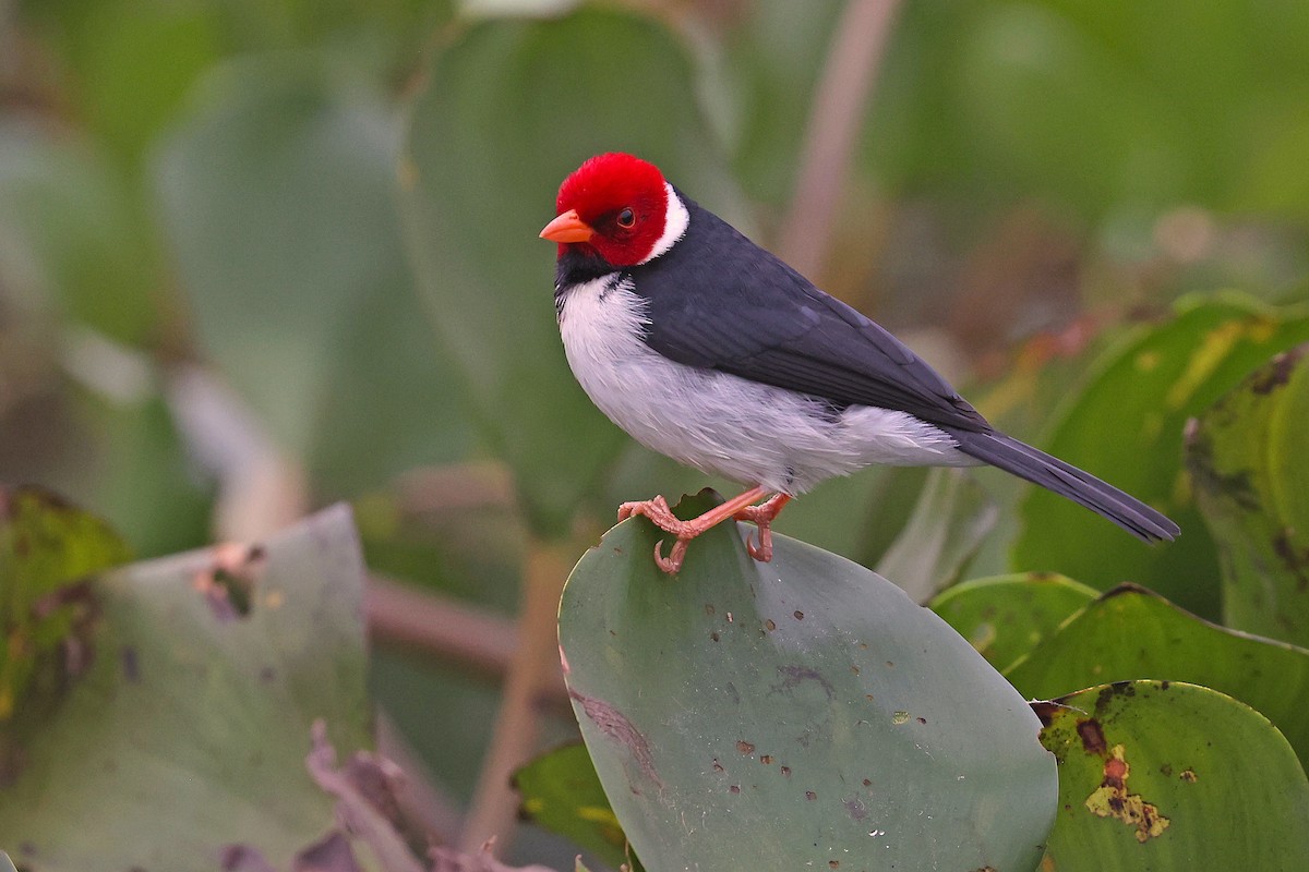 Yellow-billed Cardinal - ML623930375