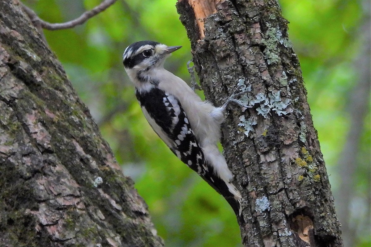 Downy Woodpecker - ML623930378