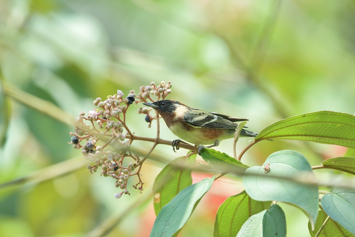 Bay-breasted Warbler - ML623930382