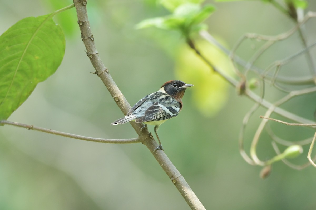 Bay-breasted Warbler - ML623930387