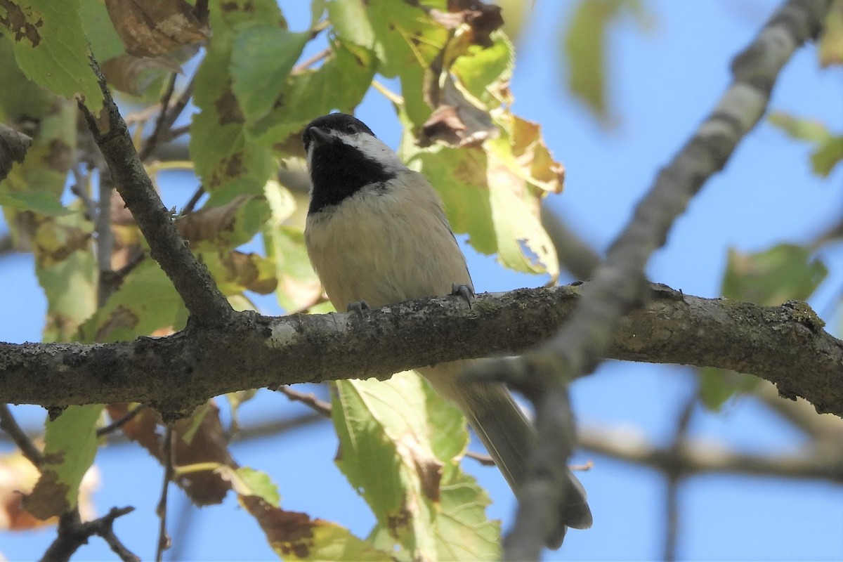 Carolina Chickadee - ML623930389