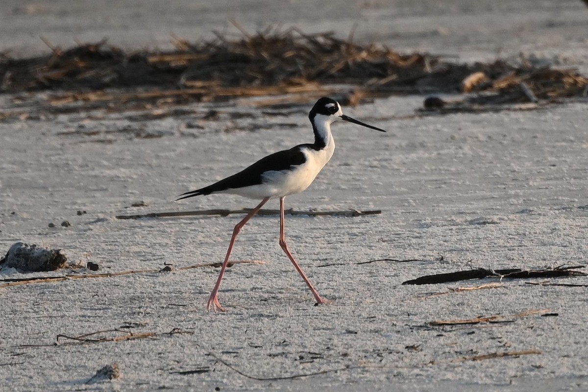 Black-necked Stilt - ML623930401