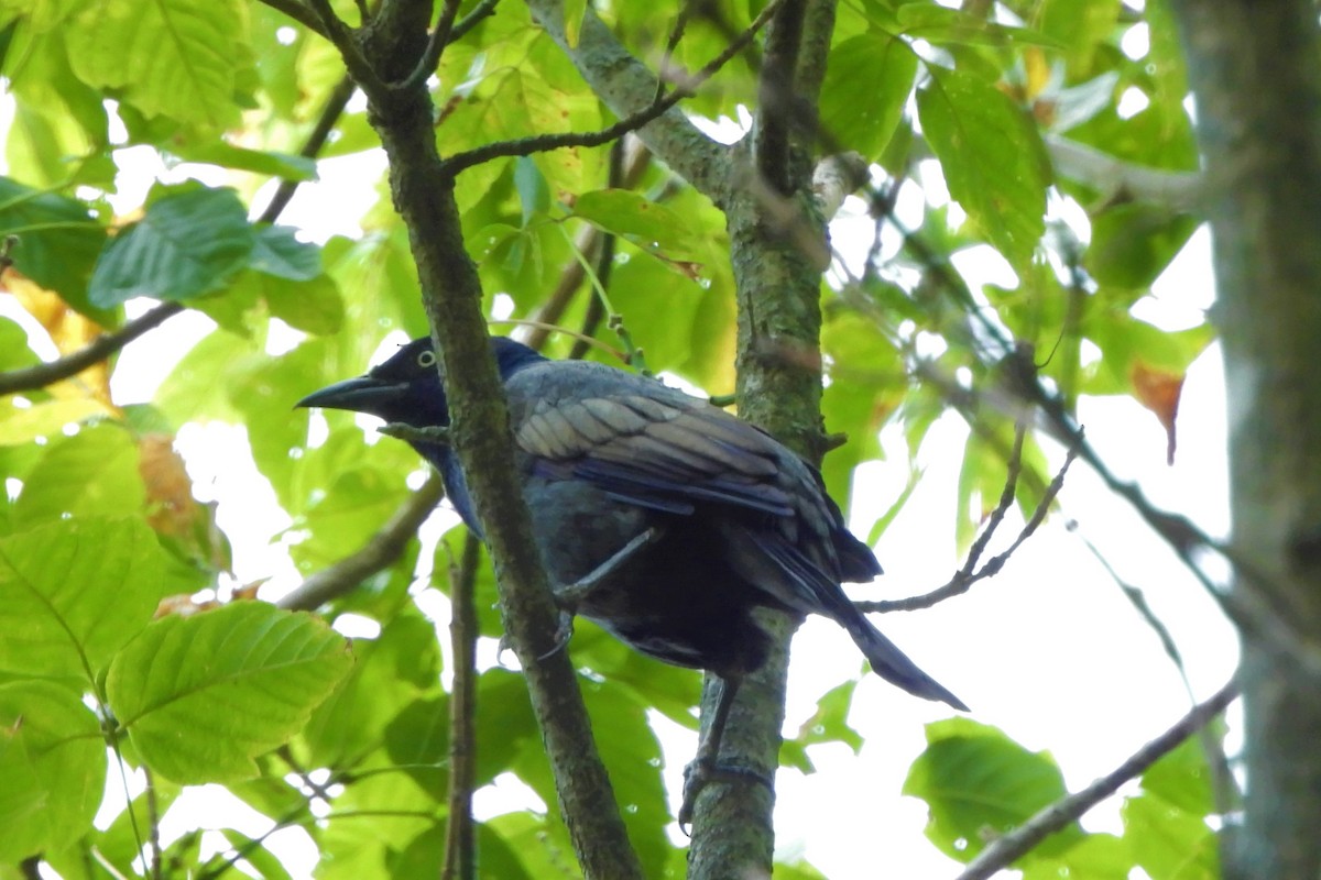 Common Grackle - ML623930402