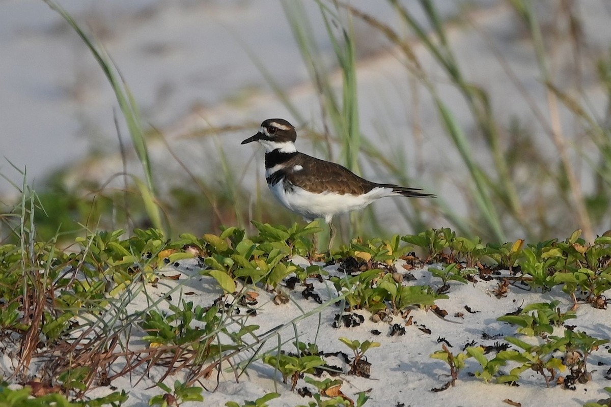 Killdeer - ML623930406