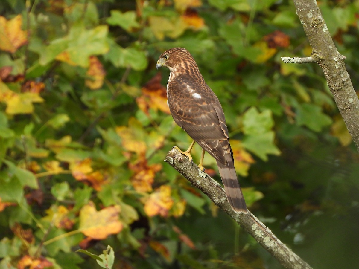 Cooper's Hawk - ML623930411