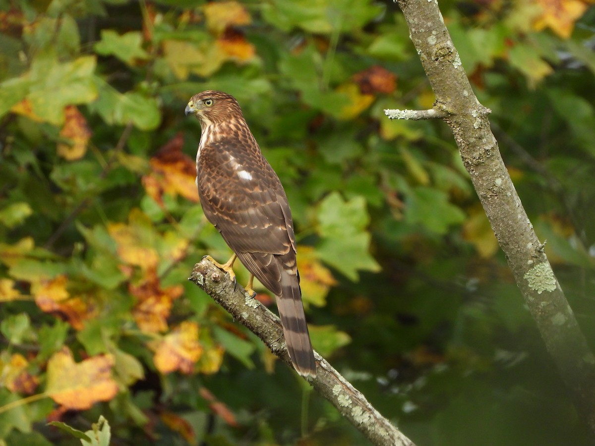 Cooper's Hawk - ML623930412