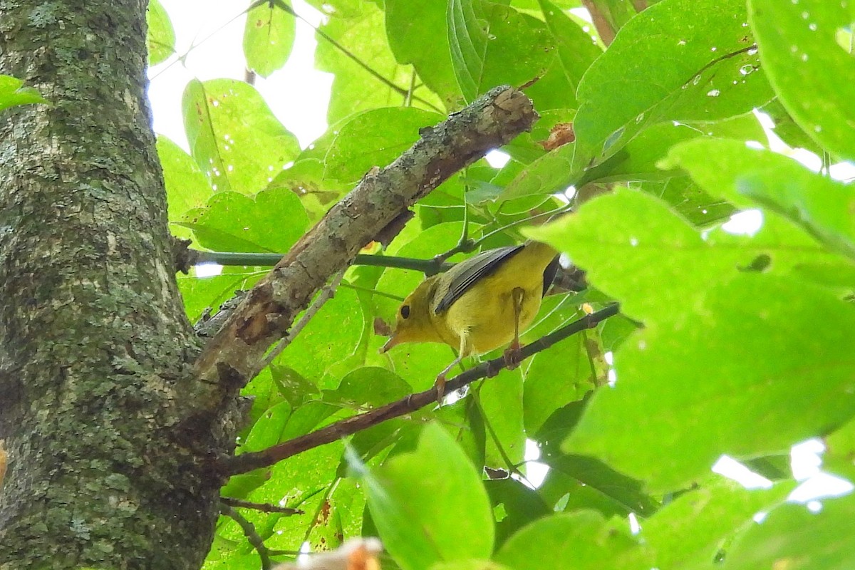 Prothonotary Warbler - ML623930413