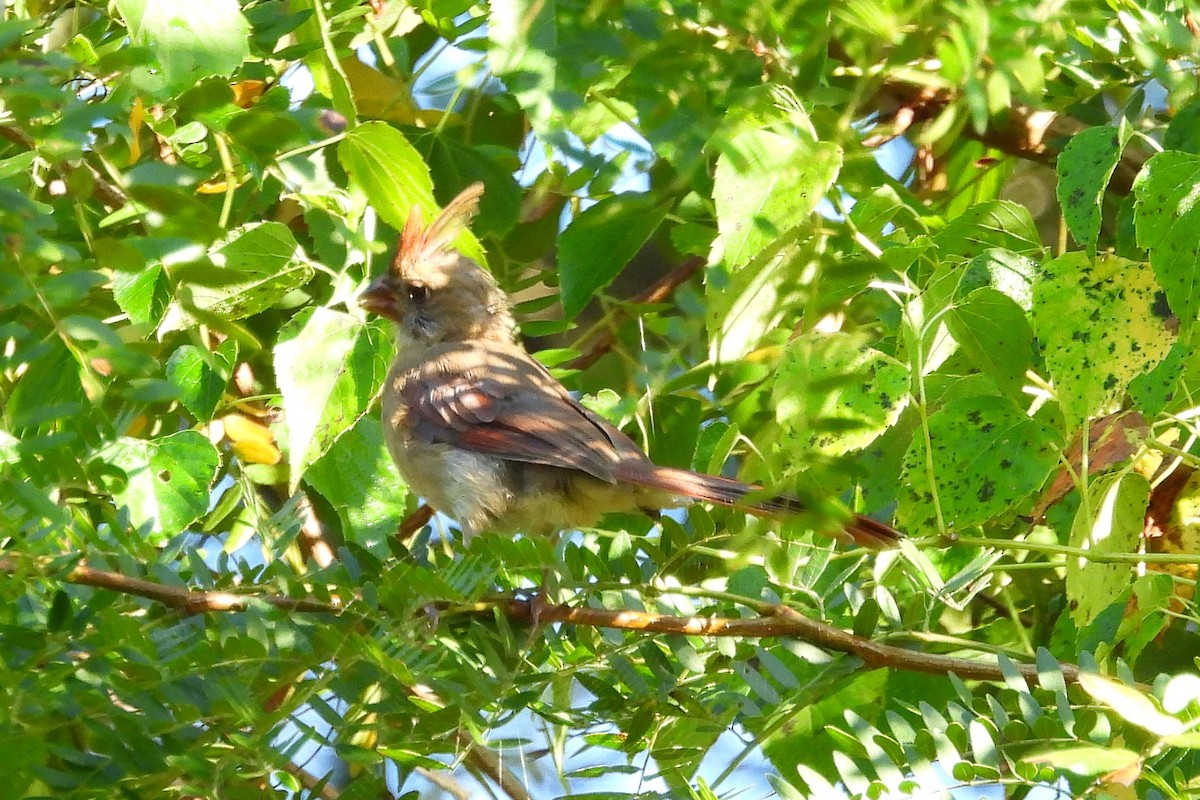 ショウジョウコウカンチョウ - ML623930417