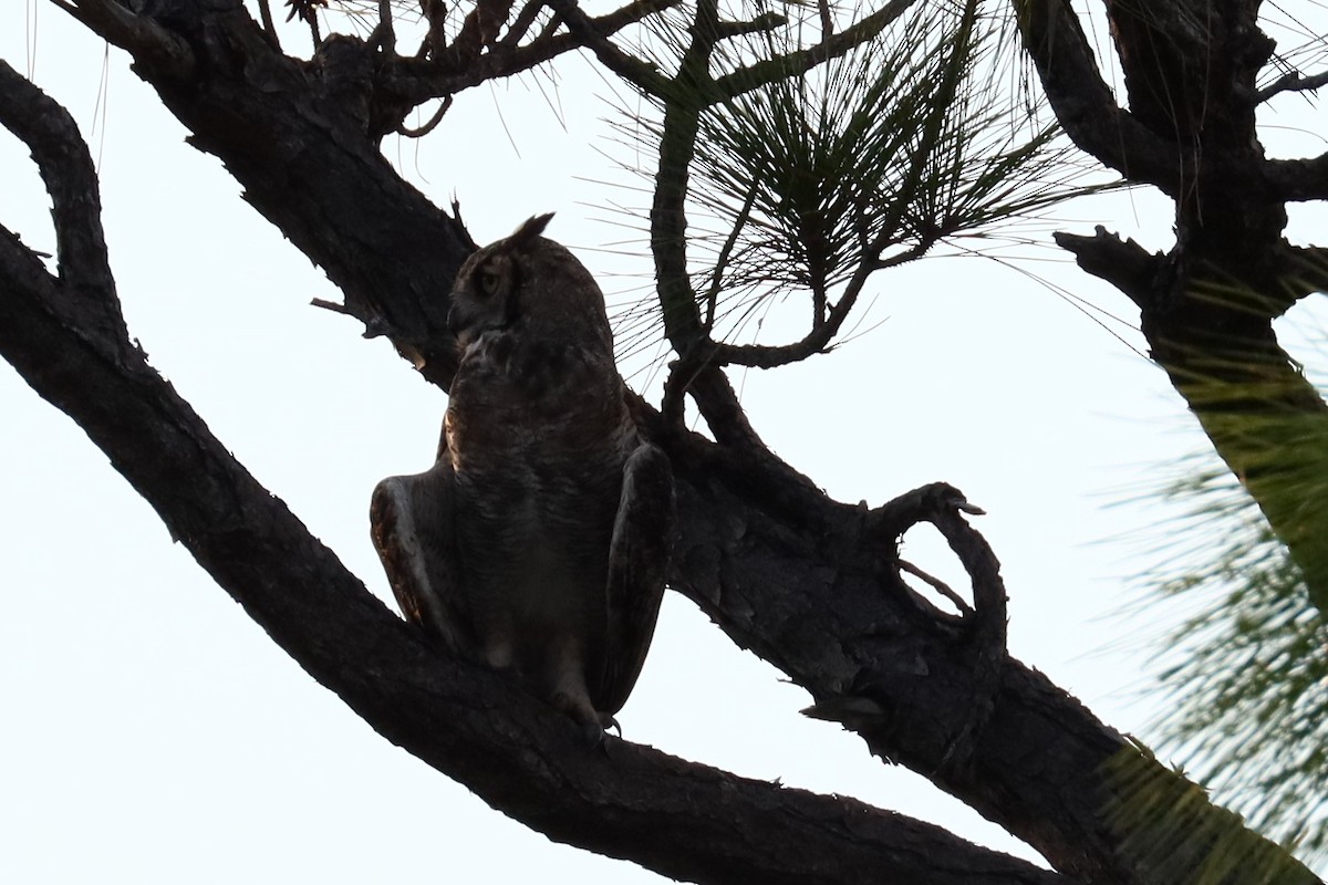 Great Horned Owl - ML623930419