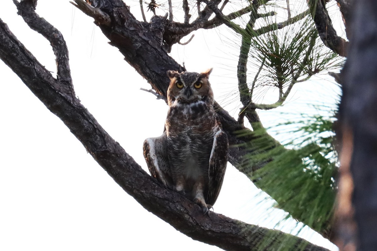 Great Horned Owl - ML623930420