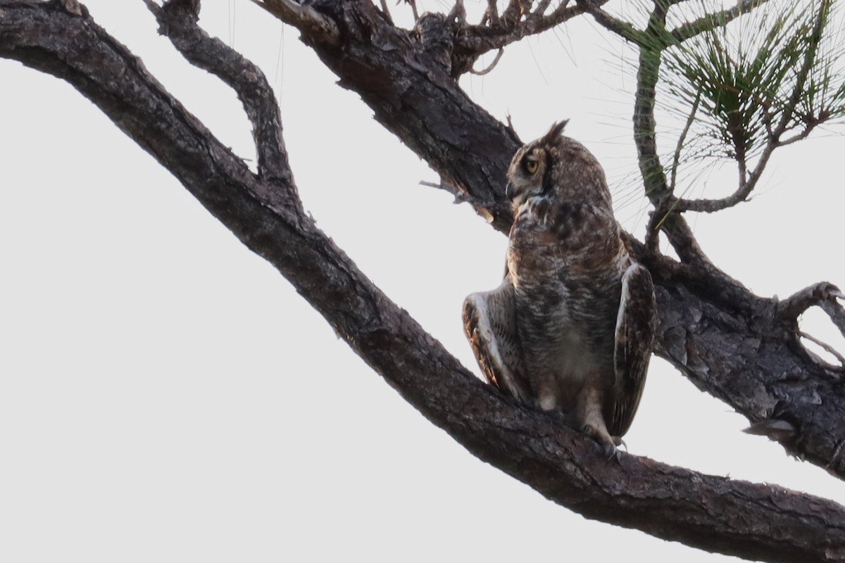 Great Horned Owl - ML623930421